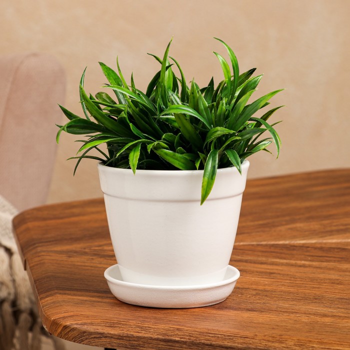 Горшок для цветов "Глория", глянец, белый, керамика, 0.5 л
Горшок для цветов "Глория", глянец, белый, керамика, 0.5 л