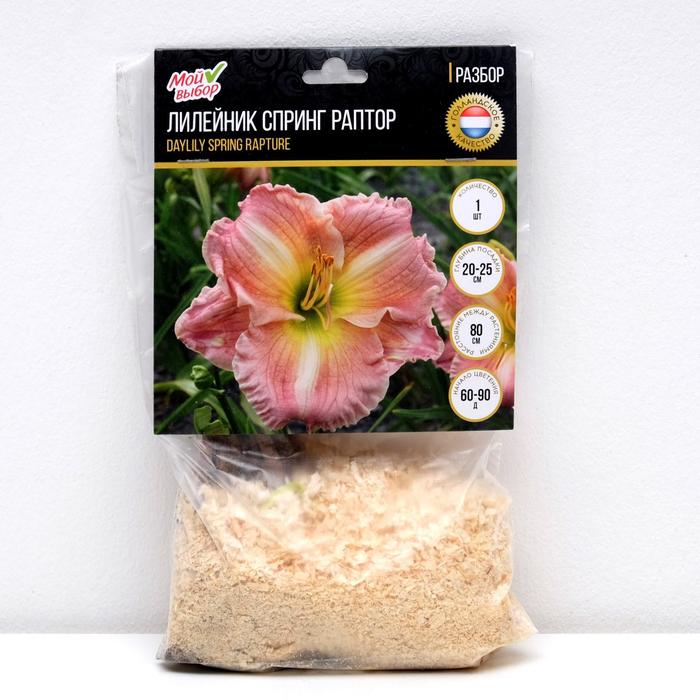 Лилейник "Спринг Раптор", р-р I, 1 шт, Весна 2022,
Лилейник "Спринг Раптор", р-р I, 1 шт, Весна 2022,