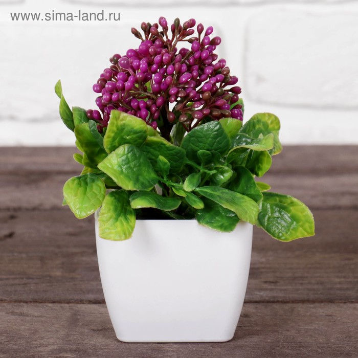 Бонсай в горшке "Бувардия" 7*15 см МИКС
Бонсай в горшке "Бувардия" 7*15 см МИКС