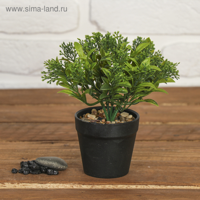 Бонсай "Гелксина" 9*18 см МИКС
Бонсай "Гелксина" 9*18 см МИКС