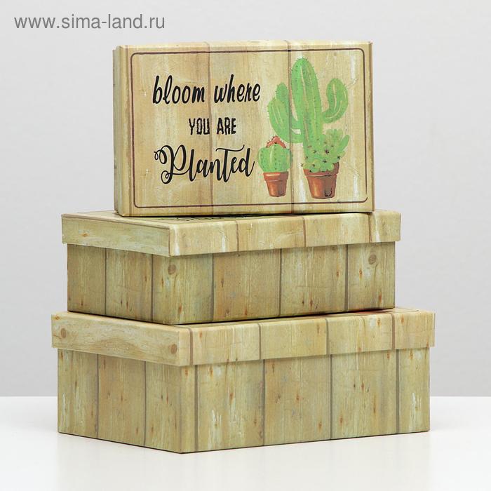 Набор коробок 3в1 "Кактусы", 22 х 16 х 8.5 - 18 х 12 х 5.5 см
Набор коробок 3в1 "Кактусы", 22 х 16 х 8.5 - 18 х 12 х 5.5 см