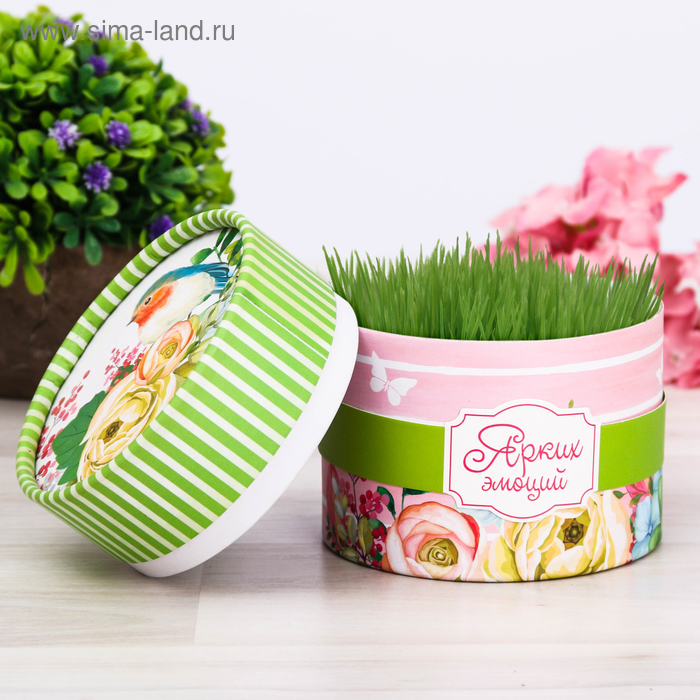 Растущая трава в тубусе «Ярких эмоций»
Растущая трава в тубусе «Ярких эмоций»