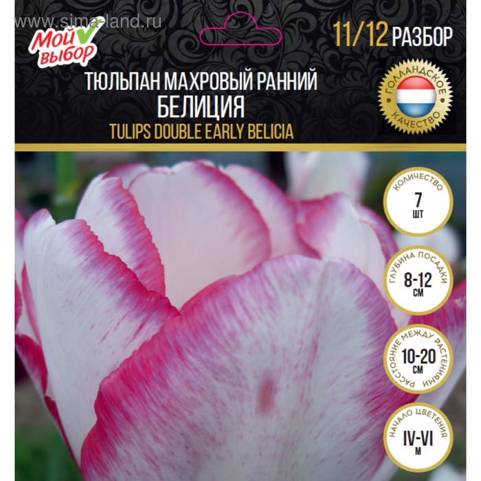 Тюльпан махровый ранний Белиция, р-р 11/12, 7 шт
Тюльпан махровый ранний Белиция, р-р 11/12, 7 шт