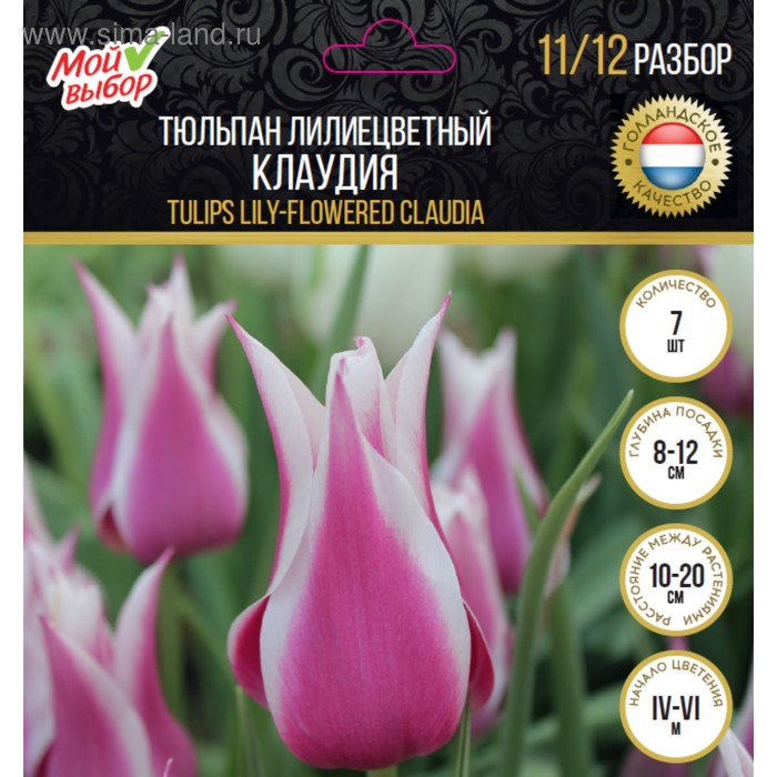 Тюльпан лилиецветный Клаудия, р-р 11/12, 7 шт
Тюльпан лилиецветный Клаудия, р-р 11/12, 7 шт