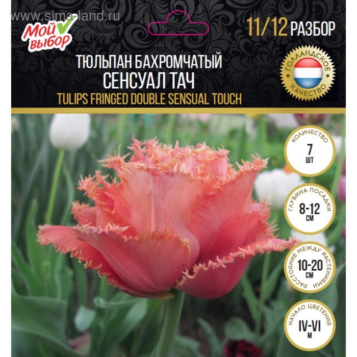 Тюльпан бахромчатый Сенсуал Тач, р-р 11/12, 7 шт
Тюльпан бахромчатый Сенсуал Тач, р-р 11/12, 7 шт