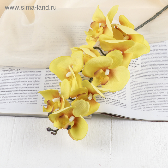 Цветы искусственные "Орхидея фаленопсис бархатистая" 10*90 см, жёлтый
Цветы искусственные "Орхидея фаленопсис бархатистая" 10*90 см, жёлтый