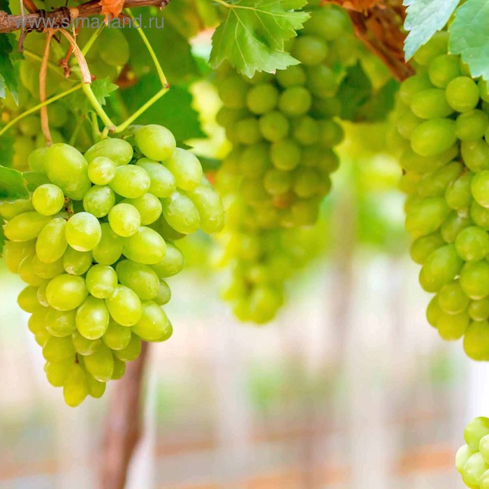 фото Кухонный фартук 600х600 мм, закалённое стекло 4 мм, 4 отверстия под крепёж, цвет арт2199