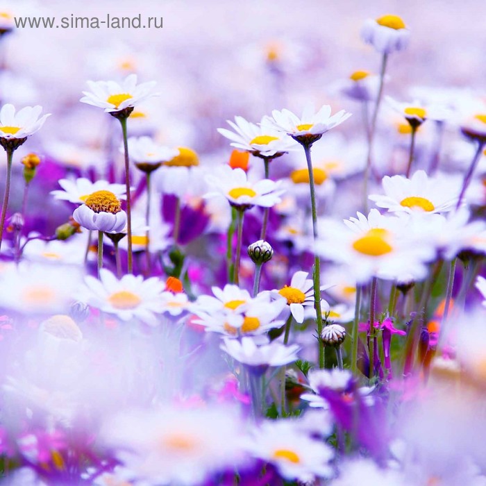 фото Кухонный фартук 600х600 мм, закалённое стекло 4 мм, 4 отверстия под крепёж, цвет цв0050