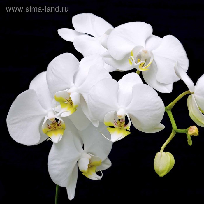 фото Кухонный фартук 600х600 мм, закалённое стекло 4 мм, 4 отверстия под крепёж, цвет цв0139