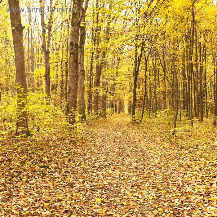 фото Кухонный фартук 600х600 мм, закалённое стекло 4 мм, 4 отверстия под крепёж, цвет пр0025