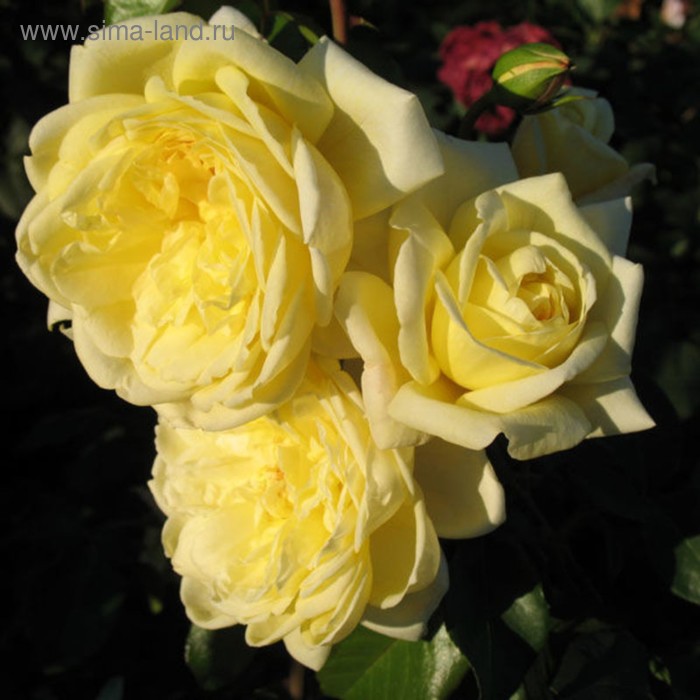 Саженец розы Казино, 1 шт, Весна 2022
Саженец розы Казино, 1 шт, Весна 2022