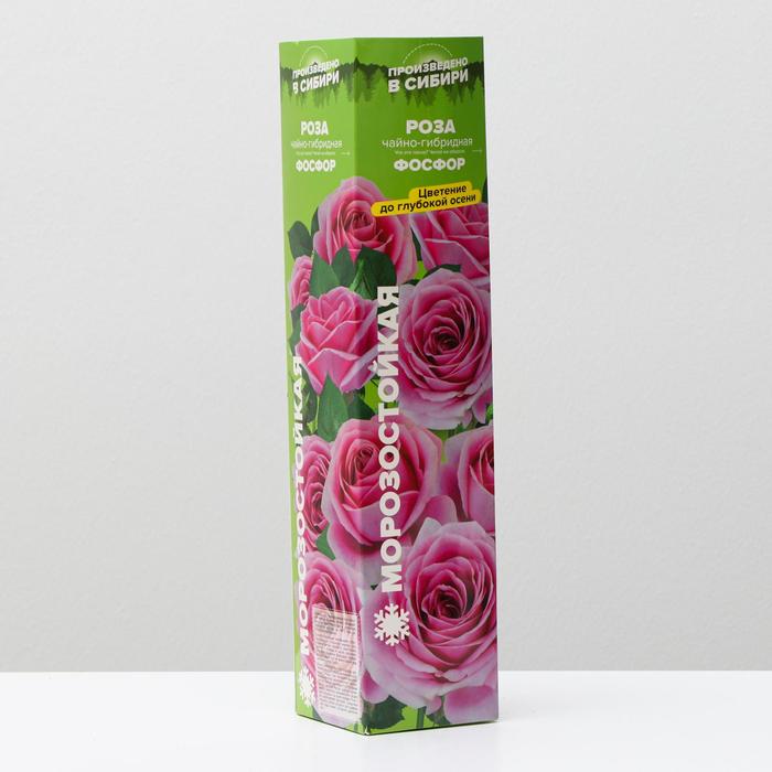 Саженец розы Фосфор, 1шт , Весна 2022
Саженец розы Фосфор, 1шт , Весна 2022