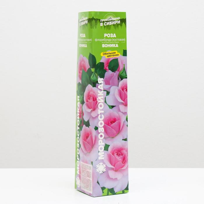 Саженец розы Боника, Весна 2023, 1 шт.
Саженец розы Боника, Весна 2023, 1 шт.