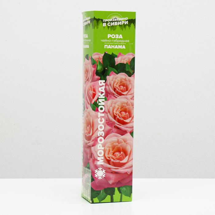 Саженец розы Панама, 1шт, Весна 2022
Саженец розы Панама, 1шт, Весна 2022