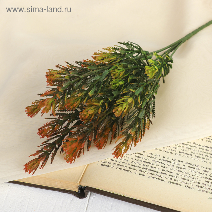 Букет "Аспарагус веточки" 30 см, микс
Букет "Аспарагус веточки" 30 см, микс