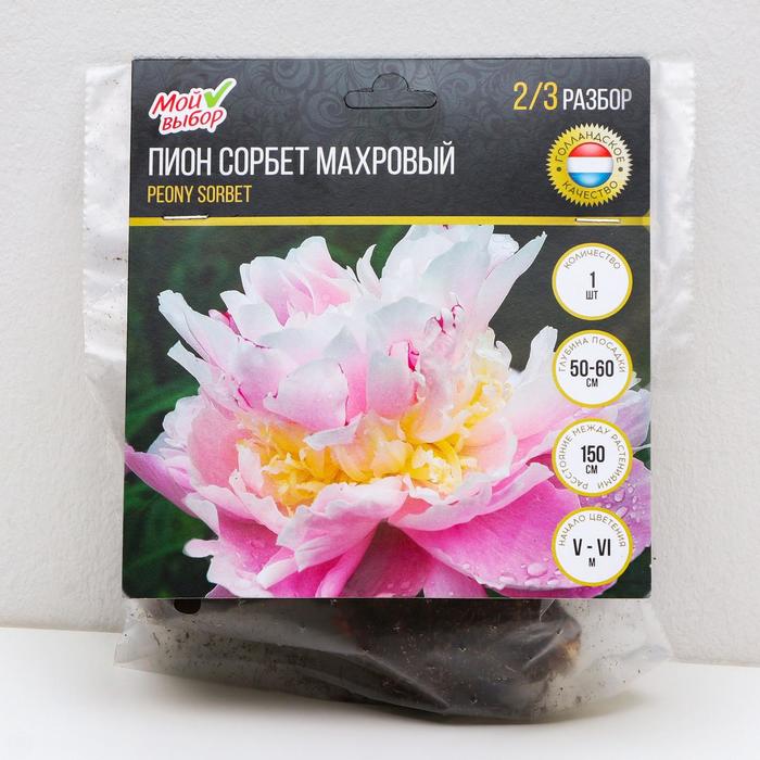 Пион "Сорбет" махровый трехслойный, р-р 2/3, 1 шт, Весна 2022,
Пион "Сорбет" махровый трехслойный, р-р 2/3, 1 шт, Весна 2022,
