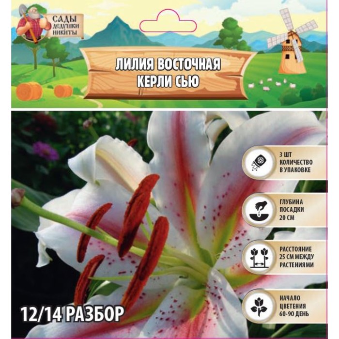 Лилия Восточная "Керли Сью", р-р 12/14, 3 шт, Весна 2024 
Лилия Восточная "Керли Сью", р-р 12/14, 3 шт, Весна 2024