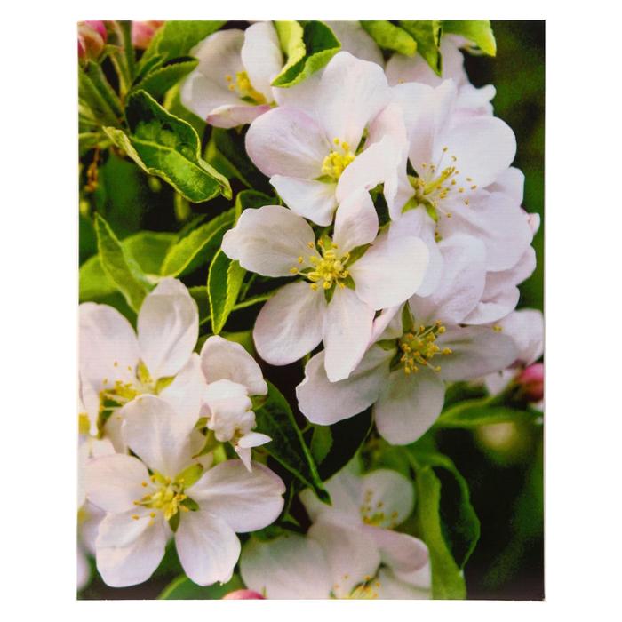 Картины на подрамнике "Цветки яблони" 40*50 см
Картины на подрамнике "Цветки яблони" 40*50 см
