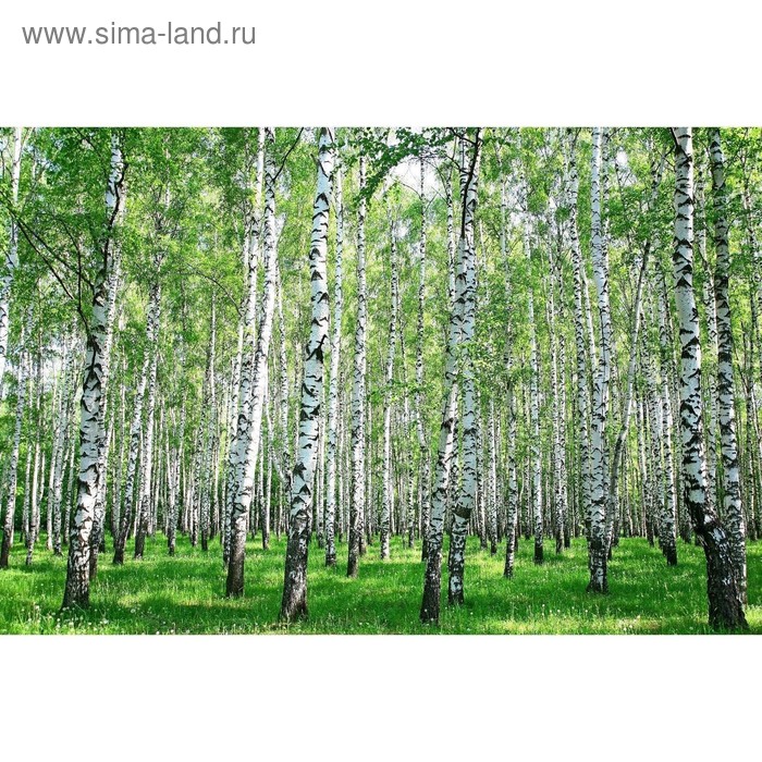 Фотобаннер, 300 × 200 см, с фотопечатью, люверсы шаг 1 м, «Берёзовая роща», Greengo
Фотобаннер, 300 × 200 см, с фотопечатью, люверсы шаг 1 м, «Берёзовая роща», Greengo