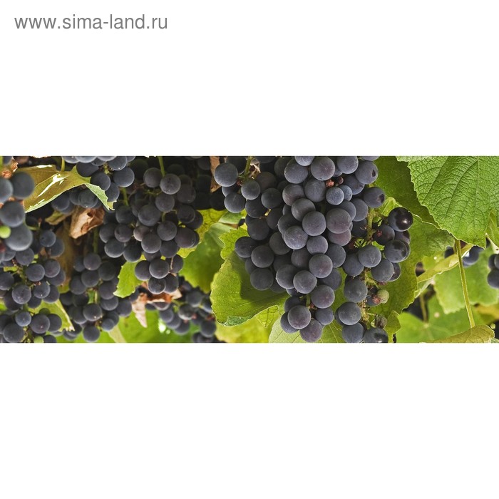 фото Кухонный фартук 1600х600 мм, закалённое стекло 4 мм, 6 отверстий под крепёж, цвет фр0202