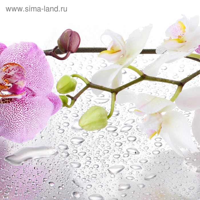 фото Кухонный фартук 600х600 мм, закалённое стекло 4 мм, 4 отверстия под крепёж, цвет цв0247