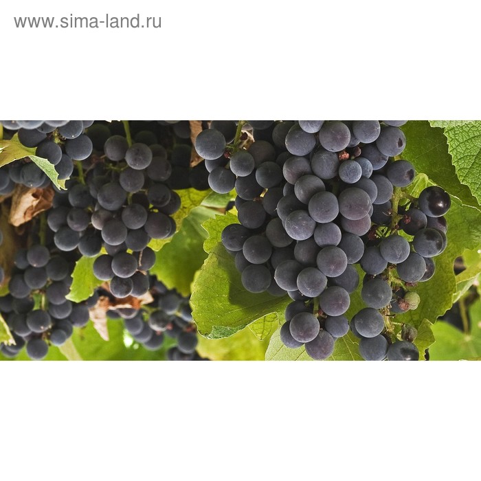 фото Кухонный фартук 1200х600 мм, закалённое стекло 4 мм, 4 отверстия под крепёж, цвет фр0202