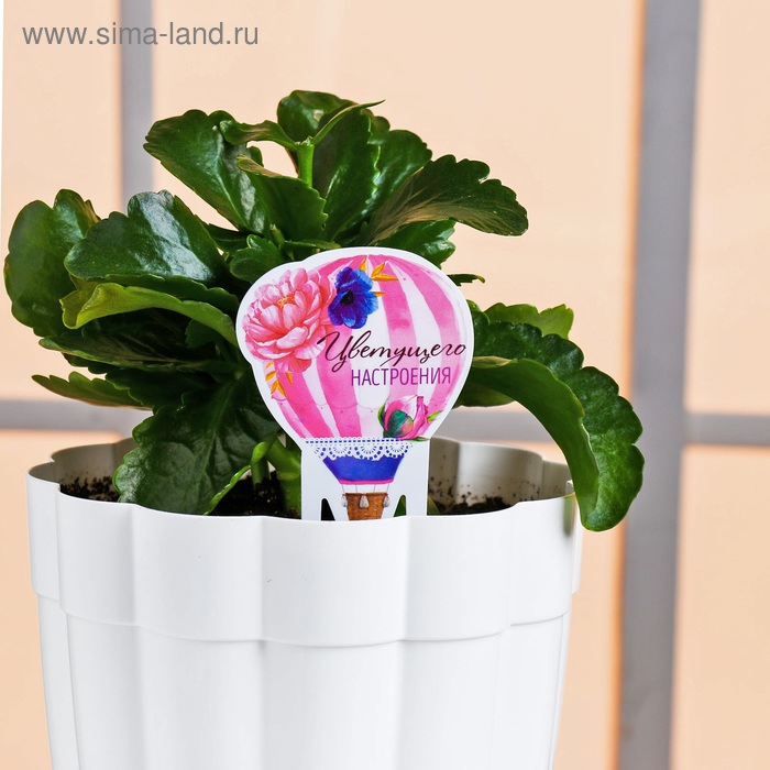 Штекер для горшков «Цветущего настроения»
Штекер для горшков «Цветущего настроения»
