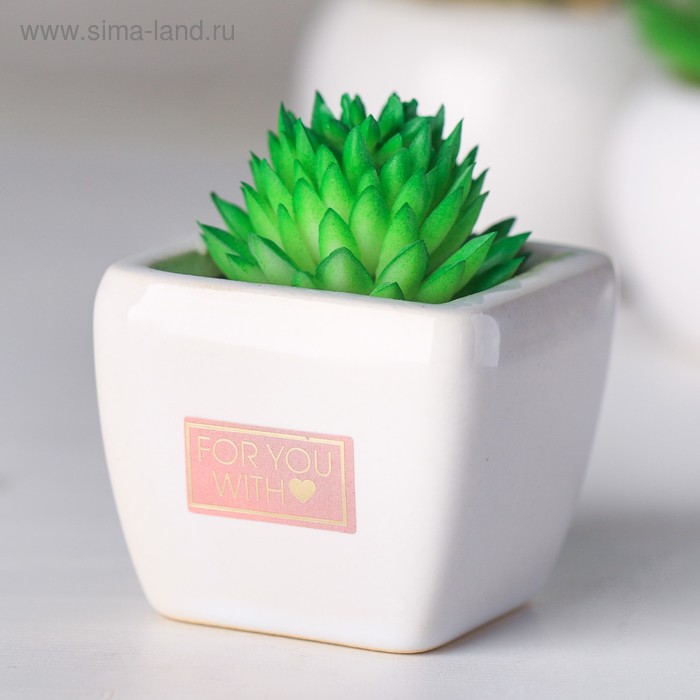 Суккулент в керамическом горшочке For you with love, 7.5 × 5.5 × 6 см
Суккулент в керамическом горшочке For you with love, 7.5 × 5.5 × 6 см