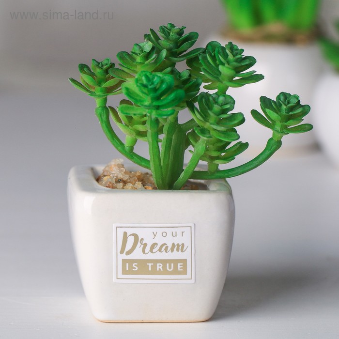 Суккулент в керамическом горшочке Your dream is true, 10.5 × 5.5 × 6 см
Суккулент в керамическом горшочке Your dream is true, 10.5 × 5.5 × 6 см