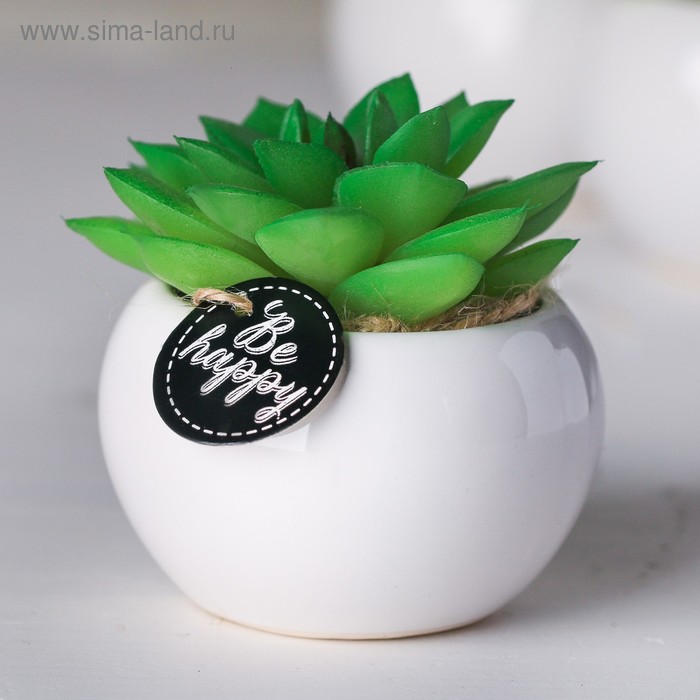 Суккулент в керамическом горшочке Be happy, 7 × 7.5 × 7.5 см
Суккулент в керамическом горшочке Be happy, 7 × 7.5 × 7.5 см