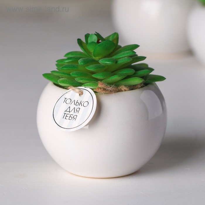 Суккулент в керамическом горшочке «Только для тебя», 7 × 7.5 × 7.5 см
Суккулент в керамическом горшочке «Только для тебя», 7 × 7.5 × 7.5 см