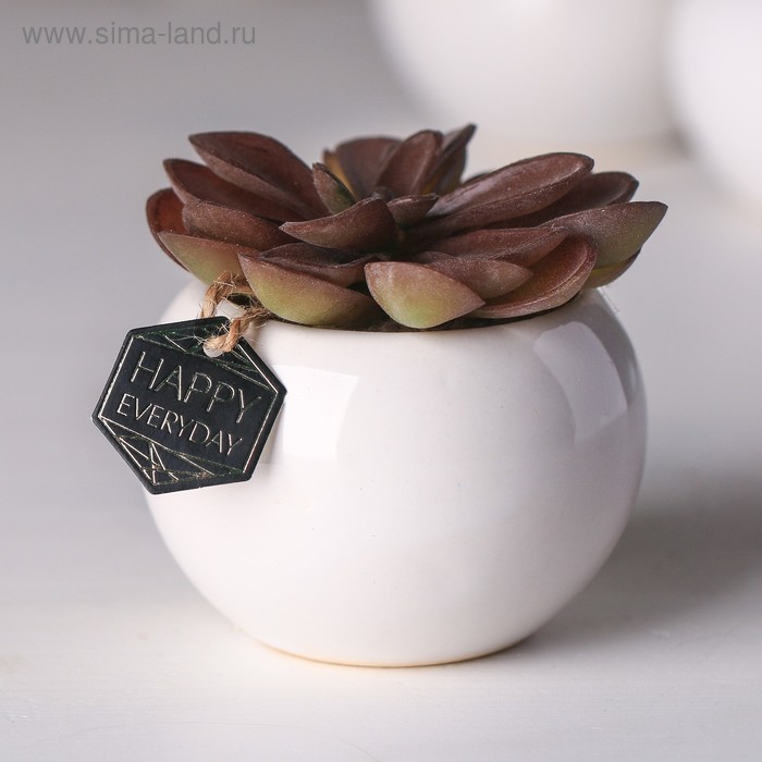 Суккулент в керамическом горшочке Happy everyday, 7 × 7.5 × 7.5 см
Суккулент в керамическом горшочке Happy everyday, 7 × 7.5 × 7.5 см