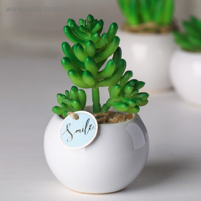 Суккулент в керамическом горшочке Smile, 9.5 × 7.5 × 7.5 см
Суккулент в керамическом горшочке Smile, 9.5 × 7.5 × 7.5 см