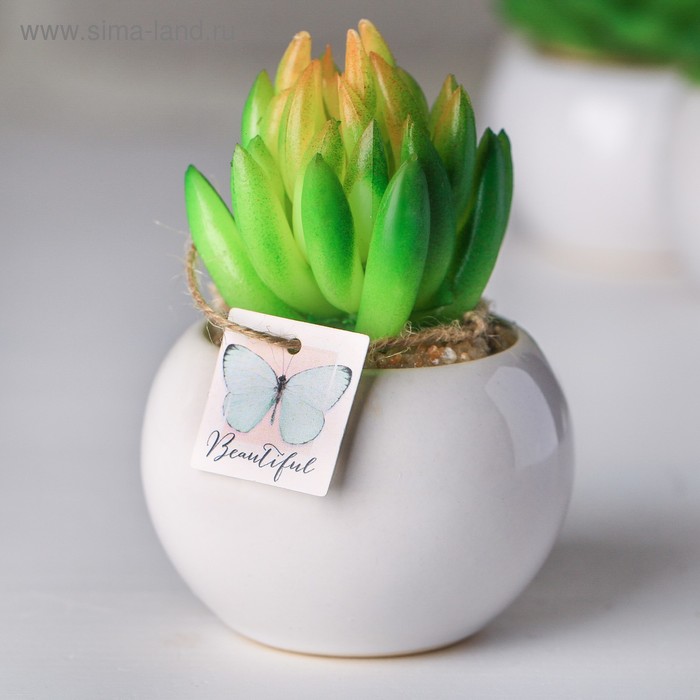 Суккулент в керамическом горшочке Beautiful, 9.5 × 7.5 × 7.5 см
Суккулент в керамическом горшочке Beautiful, 9.5 × 7.5 × 7.5 см