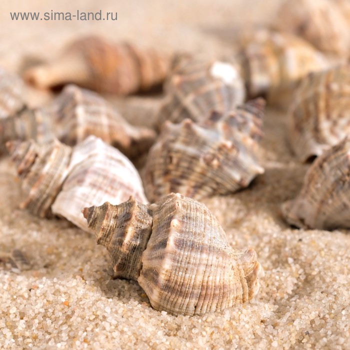 Набор ракушек, 3 - 4 см, 100 г
Набор ракушек, 3 - 4 см, 100 г