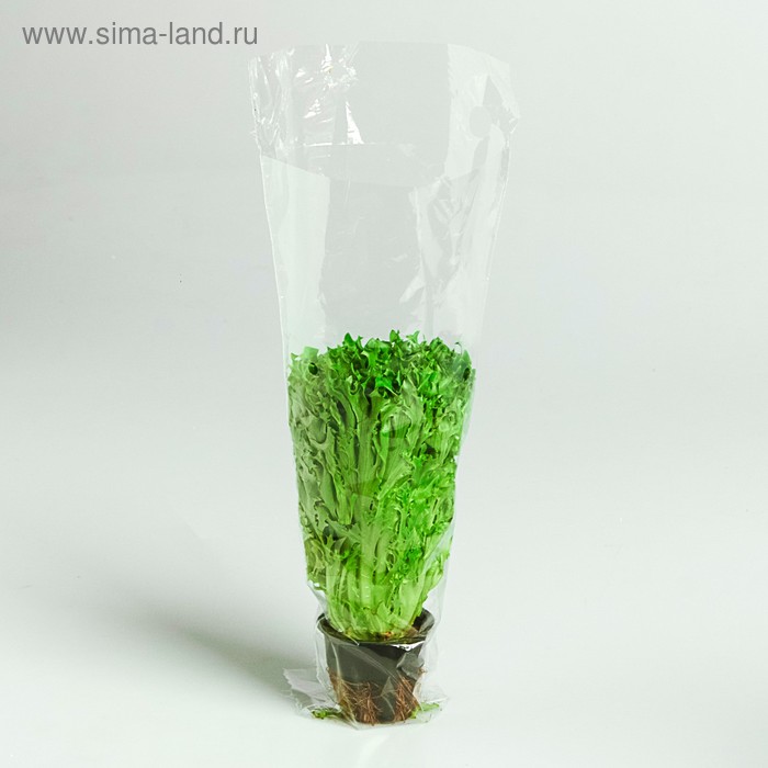 Пакет-конус для зелени, с перфорацией, 18/8 х 36 см 
Пакет-конус для зелени, с перфорацией, 18/8 х 36 см