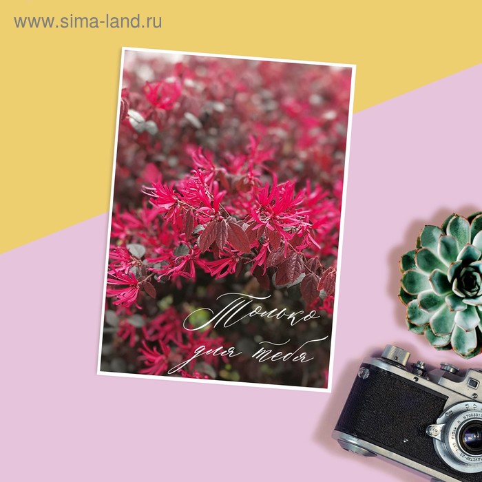 Открытка на каждый день «Только для тебя», 7.5 × 10.5 см
Открытка на каждый день «Только для тебя», 7.5 × 10.5 см