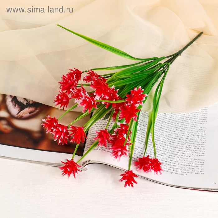 Букет "Декабрист" 30 см, микс 
Букет "Декабрист" 30 см, микс