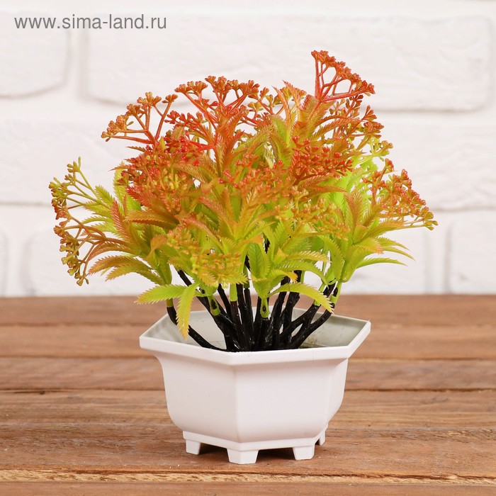 Бонсай в горшке "Острый лист с ягодками" 11*16 см, микс
Бонсай в горшке "Острый лист с ягодками" 11*16 см, микс