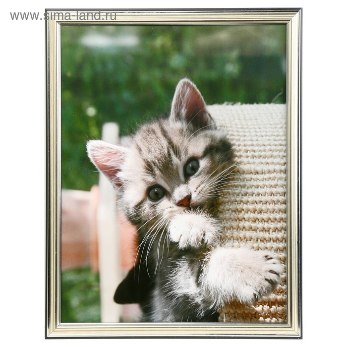 Картина "Котёнок" 35х28 (38х31) см
Картина "Котёнок" 35х28 (38х31) см