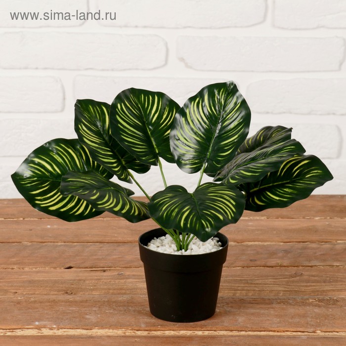 Куст в горшке "Диффенбахия" 9,5*21 см
Куст в горшке "Диффенбахия" 9,5*21 см