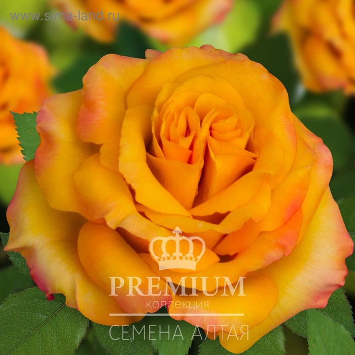 Саженец розы Пина Колада Весна 2023, 1 шт.
Саженец розы Пина Колада Весна 2023, 1 шт.