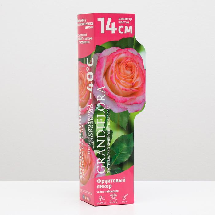 Саженец розы Фруктовый ликер Весна 2023, 1 шт.
Саженец розы Фруктовый ликер Весна 2023, 1 шт.