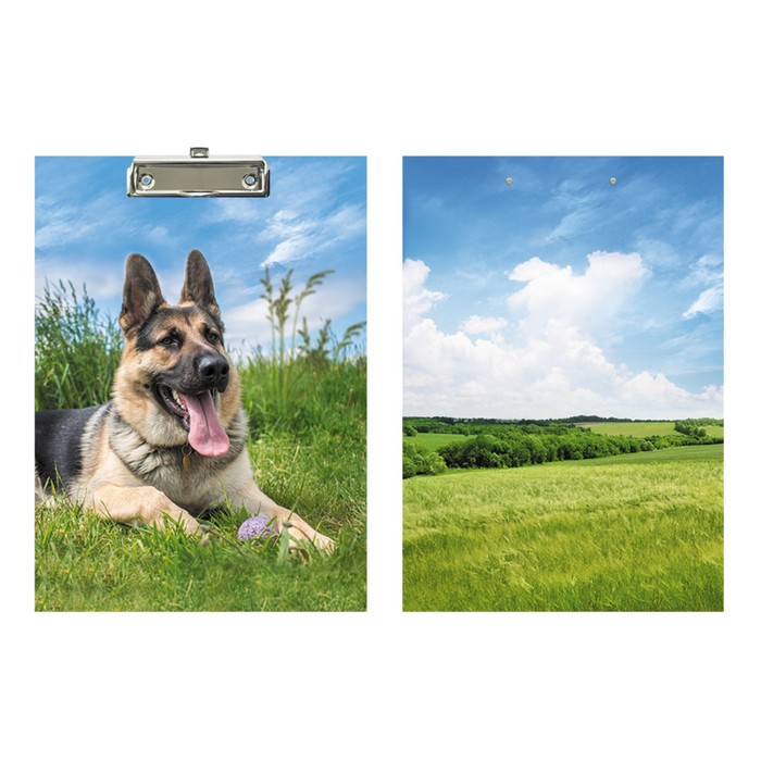 фото Планшет с зажимом а4, 30б01 "овчарка", ламинированный картон calligrata