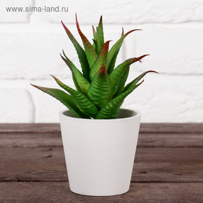 Бонсай в горшочке "Техасский алоэ" 8*15 см, микс
Бонсай в горшочке "Техасский алоэ" 8*15 см, микс