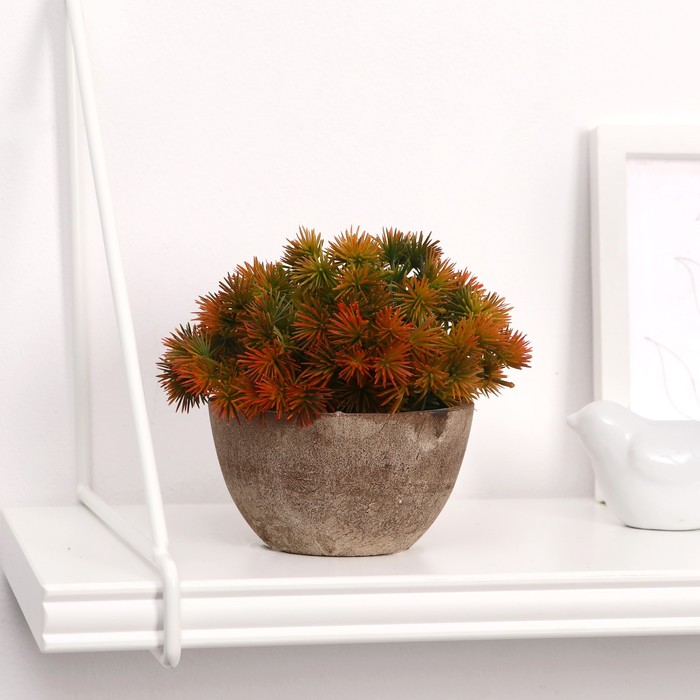 Бонсай в горшочке "Пушистые колючки" 13х11 см, микс
Бонсай в горшочке "Пушистые колючки" 13х11 см, микс