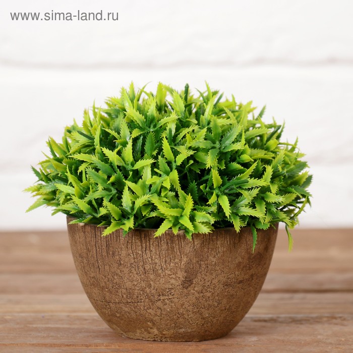 Бонсай в горшочке "Острые листики" 13*11 см, микс
Бонсай в горшочке "Острые листики" 13*11 см, микс