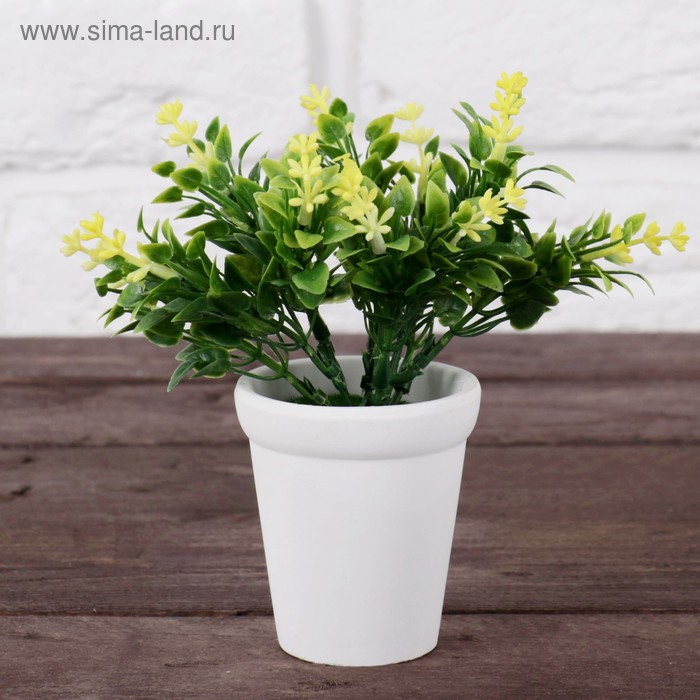 Бонсай в горшке "Двуцветник листовой" 6*13 см, микс
Бонсай в горшке "Двуцветник листовой" 6*13 см, микс