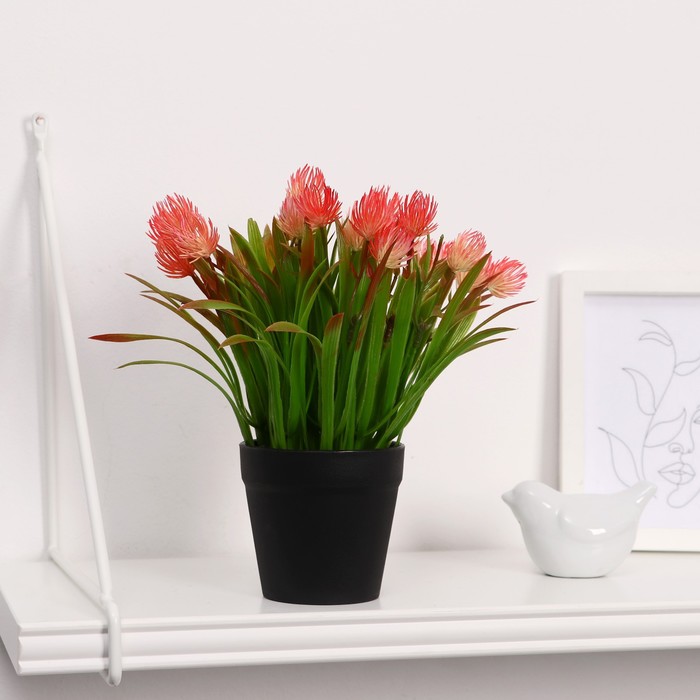 Бонсай в горшке "Эхмея с травой" 9*19 см, микс
Бонсай в горшке "Эхмея с травой" 9*19 см, микс