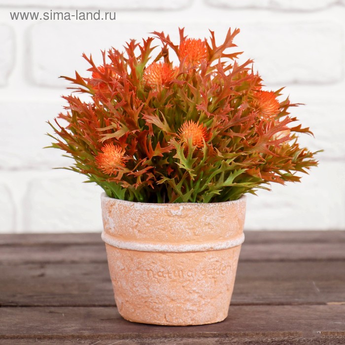 Бонсай в горшке "Пушистики с остролистом" 10*17 см, микс
Бонсай в горшке "Пушистики с остролистом" 10*17 см, микс